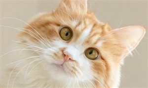 熊猫体育官网新风系统行业市场深度分析2024(图10) 熊猫体育官网新风系统行业市场深度分析2024(图10)